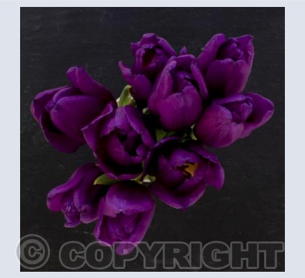 Purple Tulips