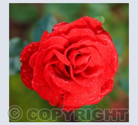 Red Rose