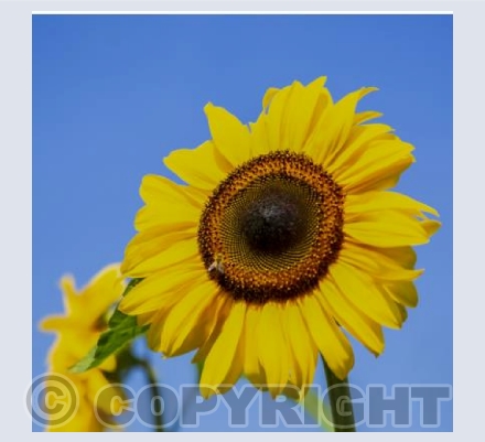 Sunflower