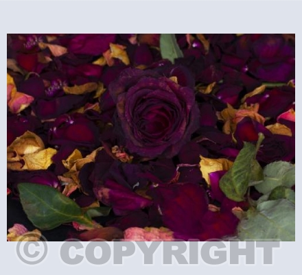 Fallen Rose