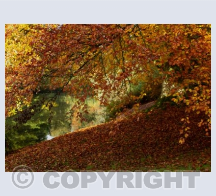 Autumn Red Falling