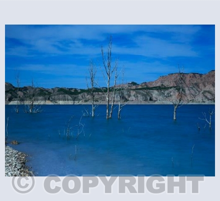 Deadwood in the lake