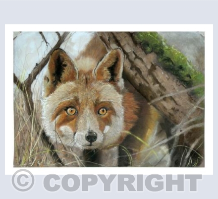 Secret Fox