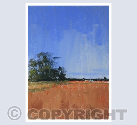 The poppy Fields