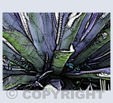 Patterned Aloe