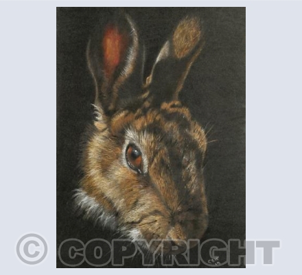 "Midnight Rabbit"