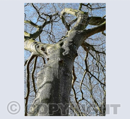 "the Ent"