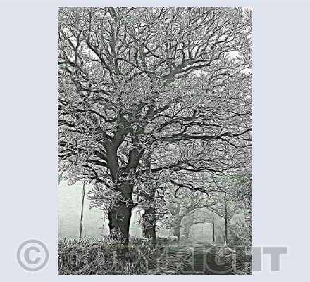 Icy Trees