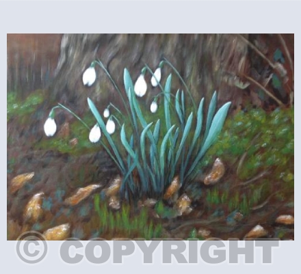 Snowdrops