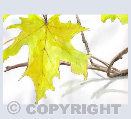 Norway Maple