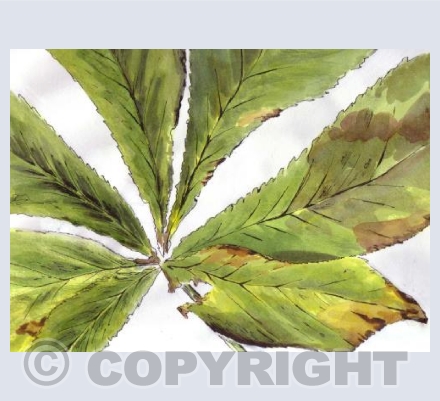 Horse Chestnut