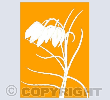 Orange Fritillary