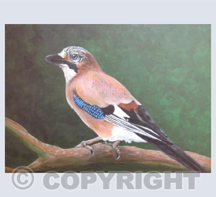 Jay
