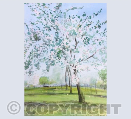 Apple Blossom