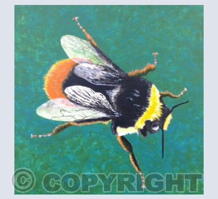 Red Tailed Bumble Bee