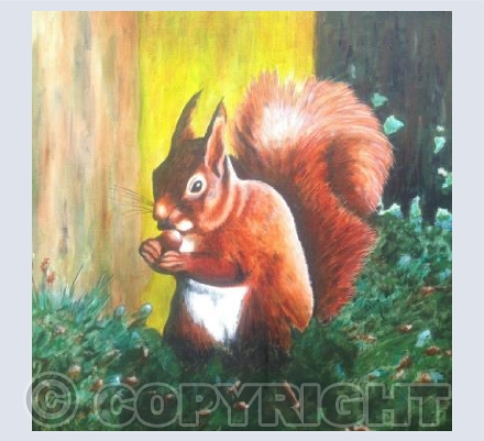 Red Squirrel