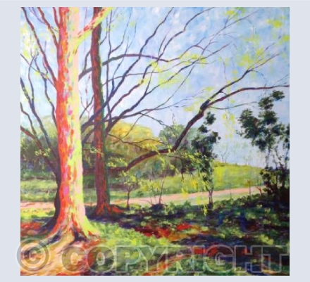 Beech Trees in Spring