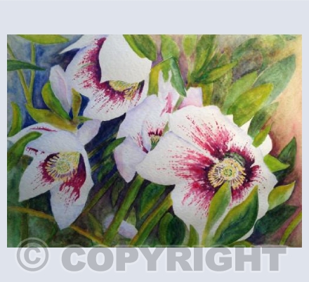 Hellebore 3