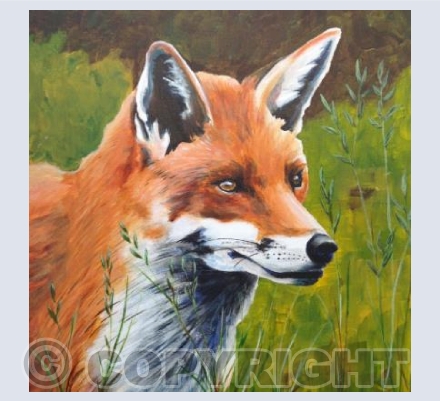 Mr Fox