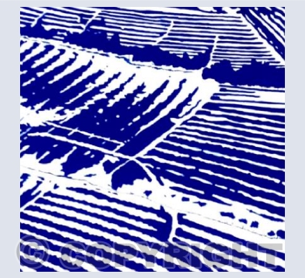 Field Patterns in the Snow