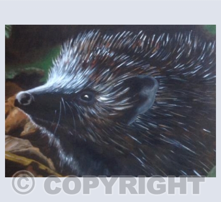Hedgehog