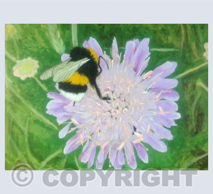 Buff Tailed Bumble Bee