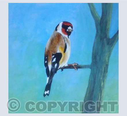 Goldfinch