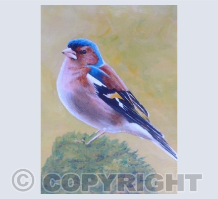 Chaffinch