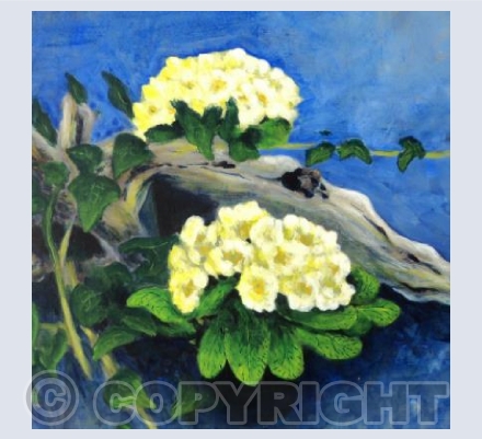 Primroses