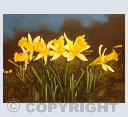 Wild Daffodils