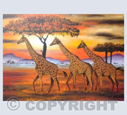 Giraffes