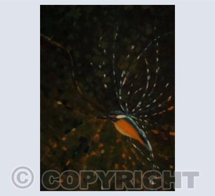 Kingfisher 2