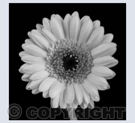 Gerbera Daisy