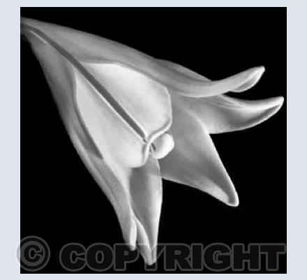 Easter Lily