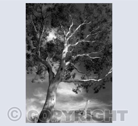 Gum Tree, State of Victoria