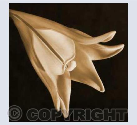 Easter Lily