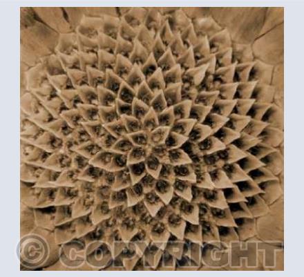 Protea Seedhead