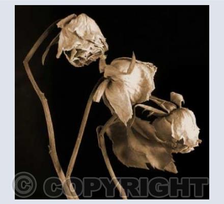 Three Roses