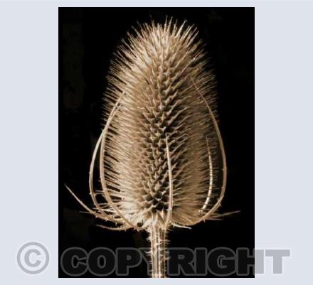 Wild Teazle