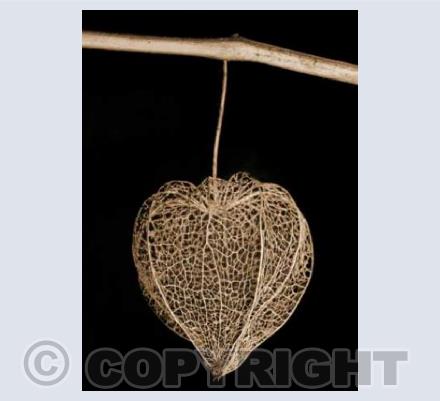 Chinese Lantern