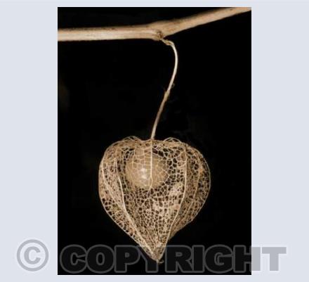 Chinese Lantern