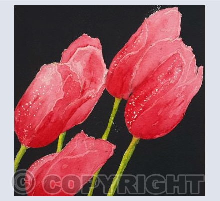 Tulips