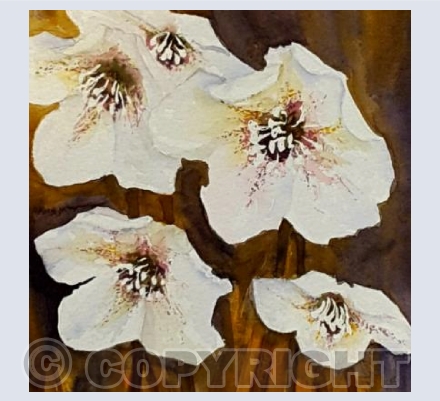 hellebores