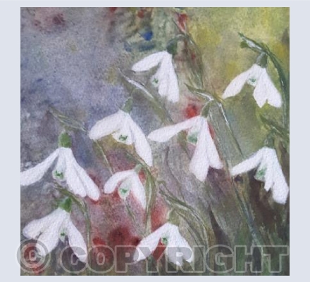 Snowdrops