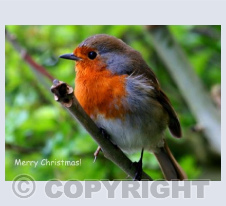 Red Robin