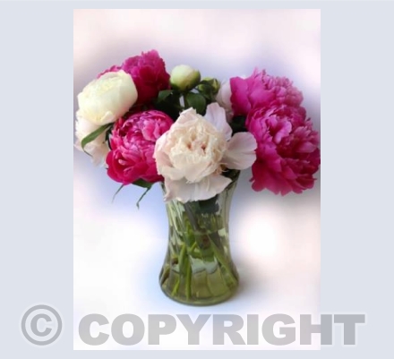 Peonies