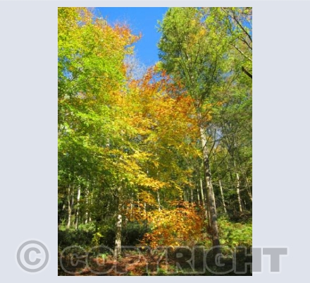 Autumn Trees