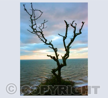 Sidmouth Tree