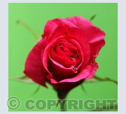 Red Rose