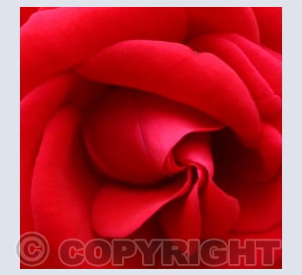 Red Rose